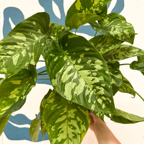 Homalomena rubescens 'Candid'