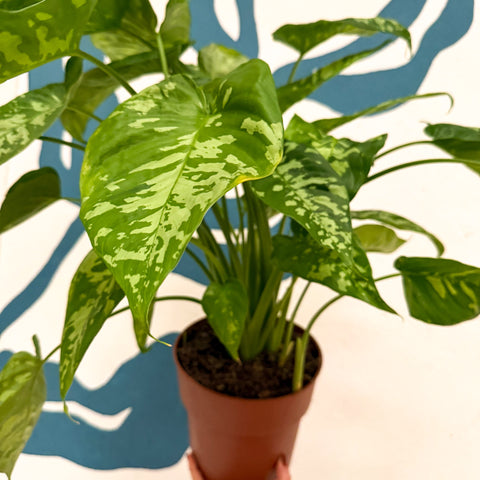 Homalomena rubescens 'Candid'