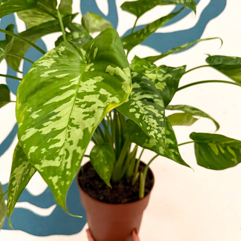 Homalomena rubescens 'Candid'