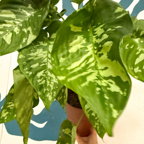 Homalomena rubescens 'Candid'