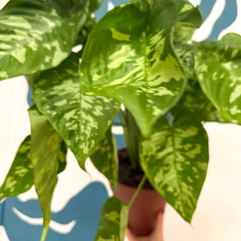 Homalomena rubescens 'Candid'