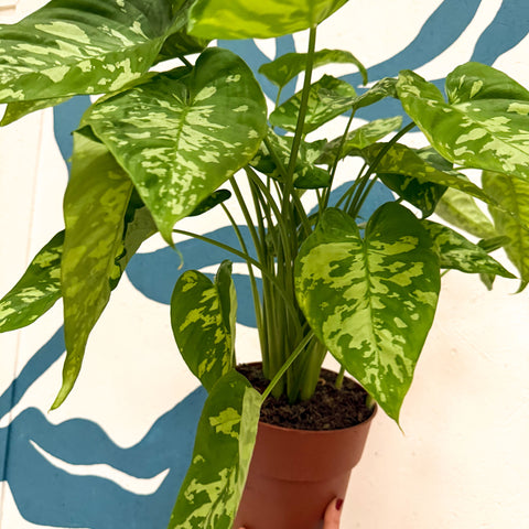 Homalomena rubescens 'Candid'