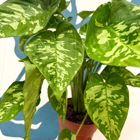 Homalomena rubescens 'Candid'
