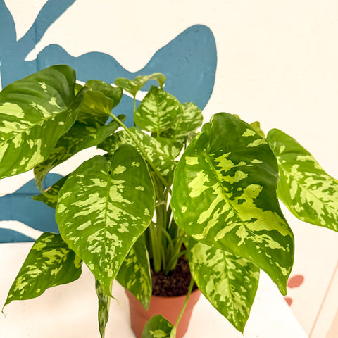 Homalomena rubescens 'Candid'