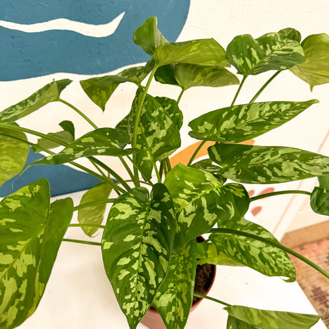 Homalomena rubescens 'Candid'
