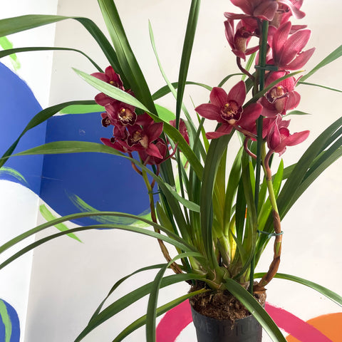 Orquídea Barco - Cymbidium 'Belleza Roja'