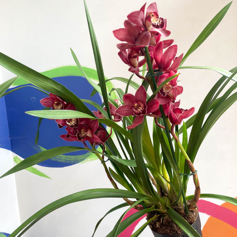Orquídea Barco - Cymbidium 'Belleza Roja'