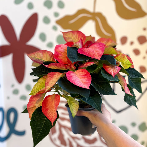 Salmon Poinsettia - Euphorbia pulcherrima - British Grown