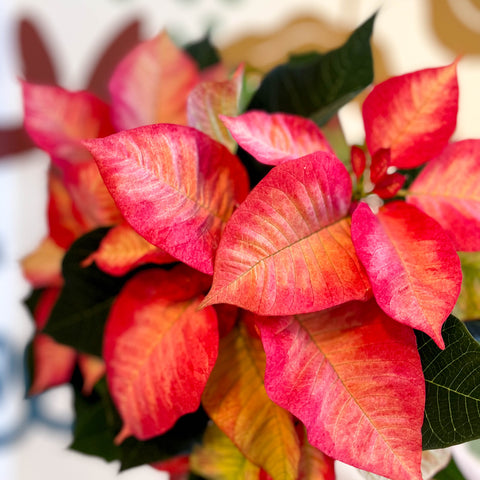 Salmon Poinsettia - Euphorbia pulcherrima - British Grown