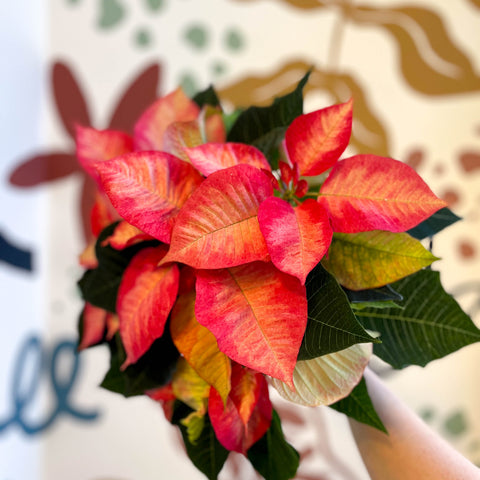 Salmon Poinsettia - Euphorbia pulcherrima - British Grown