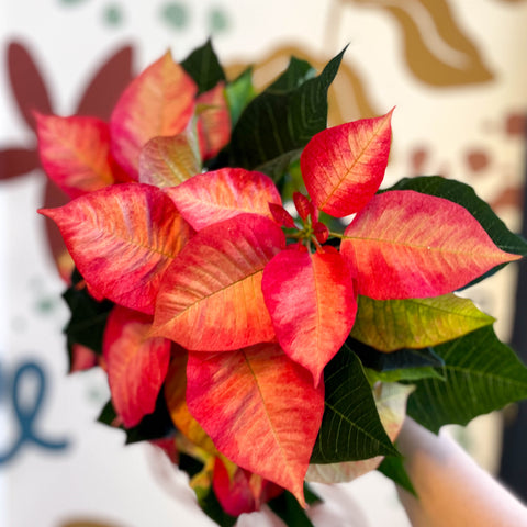 Salmon Poinsettia - Euphorbia pulcherrima - British Grown