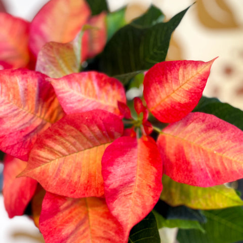 Salmon Poinsettia - Euphorbia pulcherrima - British Grown