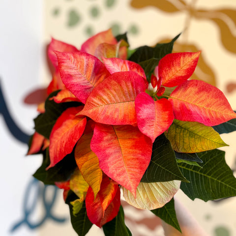 Salmon Poinsettia - Euphorbia pulcherrima - British Grown