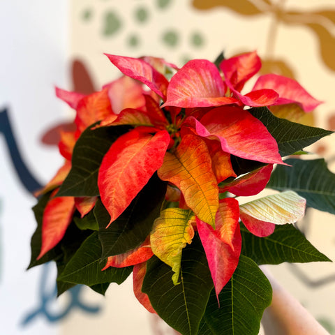 Salmon Poinsettia - Euphorbia pulcherrima - British Grown