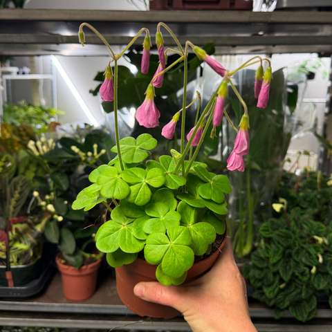 Oxalis bowiei ‘Amarantha’ – Bowie’s Wood Sorrel