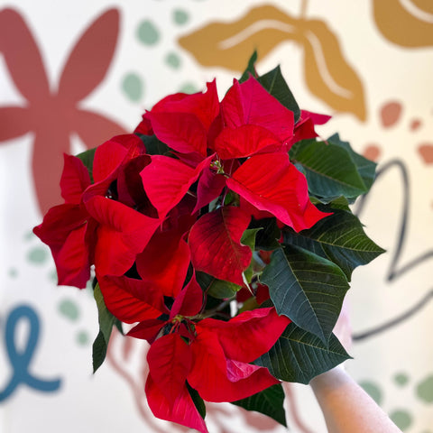 Poinsettia roja - Euphorbia pulcherrima - Cultivado en Gran Bretaña