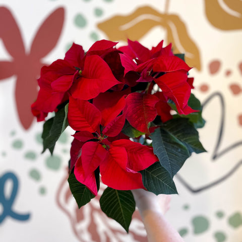 Poinsettia roja - Euphorbia pulcherrima - Cultivado en Gran Bretaña