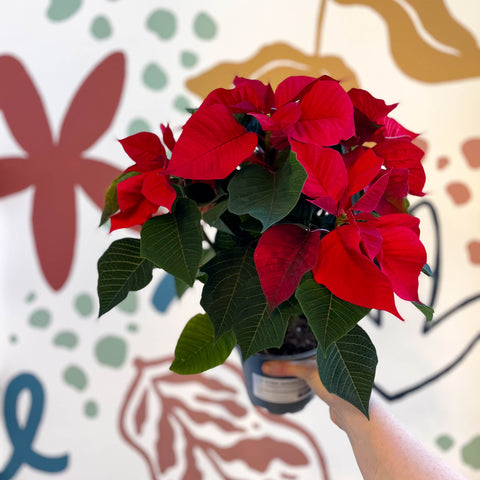 Poinsettia roja - Euphorbia pulcherrima - Cultivado en Gran Bretaña