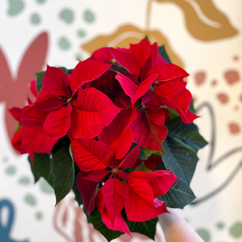 Poinsettia roja - Euphorbia pulcherrima - Cultivado en Gran Bretaña