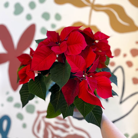 Poinsettia roja - Euphorbia pulcherrima - Cultivado en Gran Bretaña