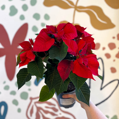 Poinsettia roja - Euphorbia pulcherrima - Cultivado en Gran Bretaña