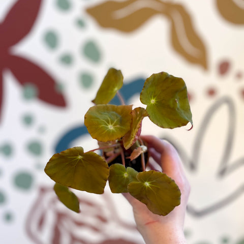 Begonia 'Marie Reed' - Cultivada en Gales