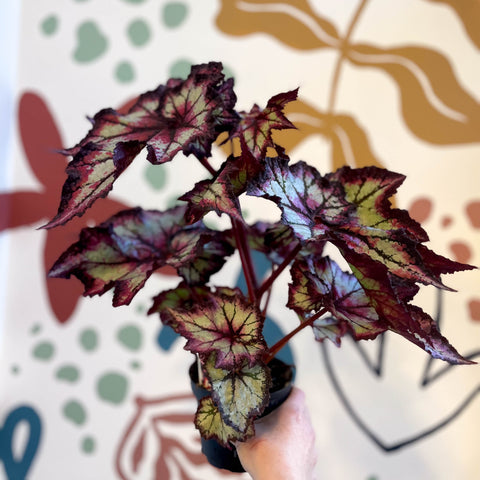 Begonia rex 'Stellar Storm' - Welsh Grown