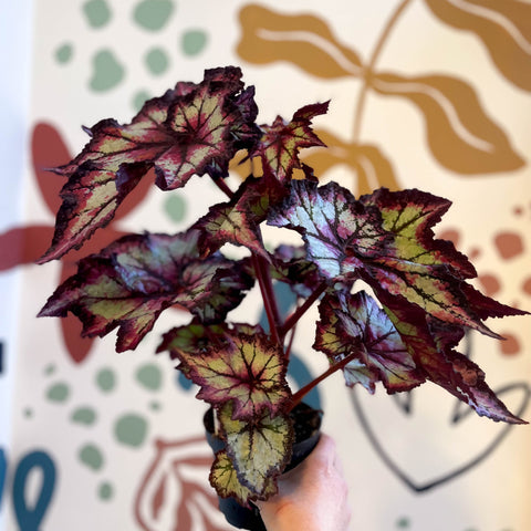 Begonia rex 'Stellar Storm' - Welsh Grown