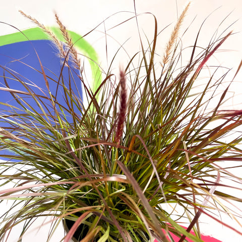 Purple Fountain Grass - Pennisetum setaceum 'Rubrum' - Cotswold Grown Perennial