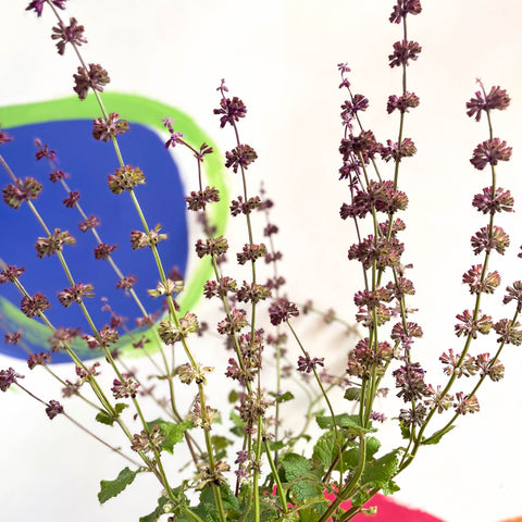 Salbei - Salvia verticillata 'Purple Rain' - mehrjährige Pflanze aus Cotswold