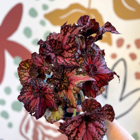 Begonia rex 'Helter Skelter' - Welsh Grown