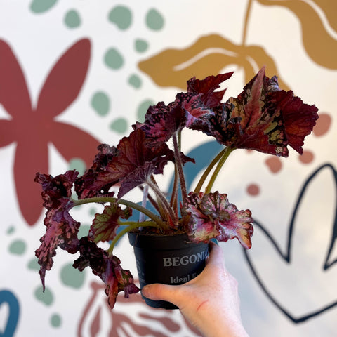 Begonia rex 'Helter Skelter' - Welsh Grown