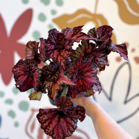 Begonia rex 'Helter Skelter' - Welsh Grown