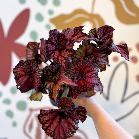 Begonia rex 'Helter Skelter' - Welsh Grown