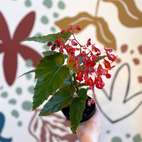 Begonia 'Red Ripples' - Welsh Grown