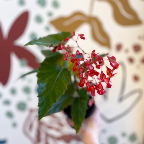 Begonia 'Red Ripples' - Welsh Grown