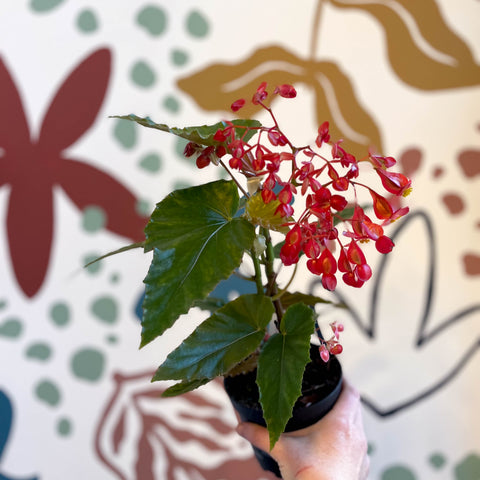 Begonia 'Red Ripples' - Welsh Grown