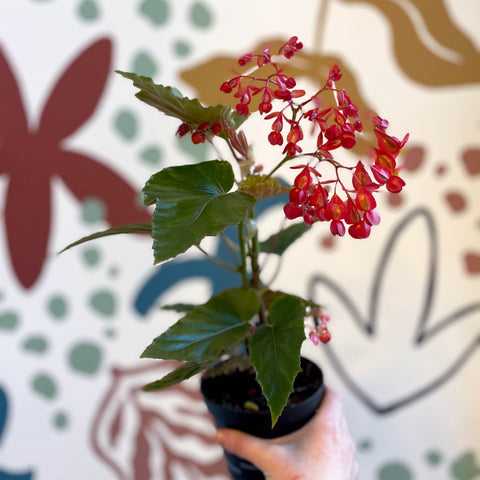 Begonia 'Red Ripples' - Welsh Grown