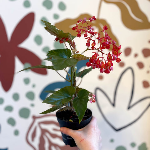 Begonia 'Red Ripples' - Welsh Grown