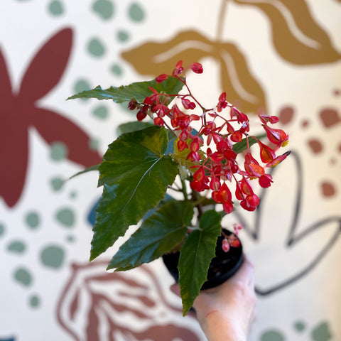 Begonia 'Red Ripples' - Welsh Grown