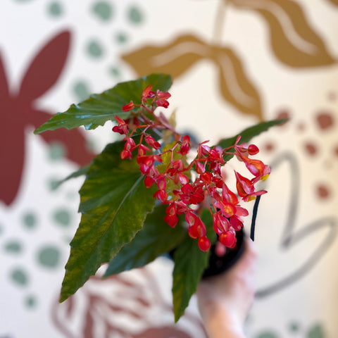 Begonia 'Red Ripples' - Welsh Grown