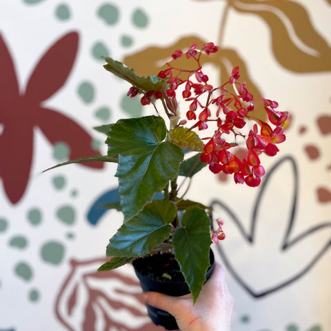 Begonia 'Red Ripples' - Welsh Grown