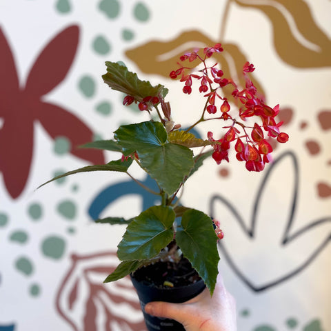 Begonia 'Red Ripples' - Welsh Grown