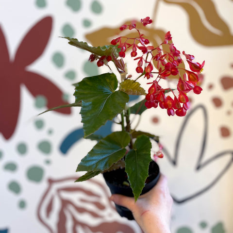 Begonia 'Red Ripples' - Welsh Grown