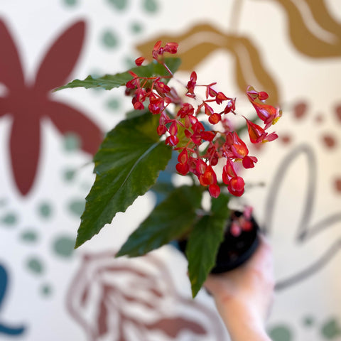 Begonia 'Red Ripples' - Welsh Grown