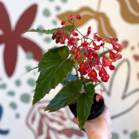 Begonia 'Red Ripples' - Welsh Grown