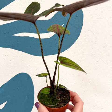 Cyrtosperma johnstonii / Alocasia ‘Black Jack’