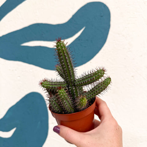 Euphorbia baioensis