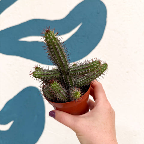 Euphorbia baioensis