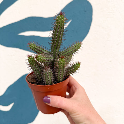 Euphorbia baioensis